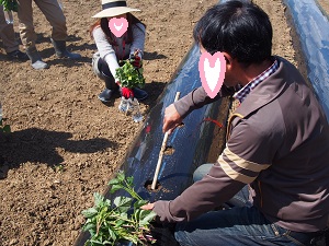 さつま芋の苗植え講習　婚活.jpg